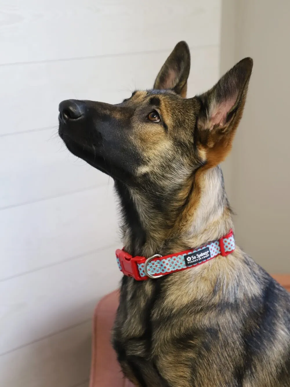 Light Blue & Red Polka Dots Cute Comfy Dog Collar